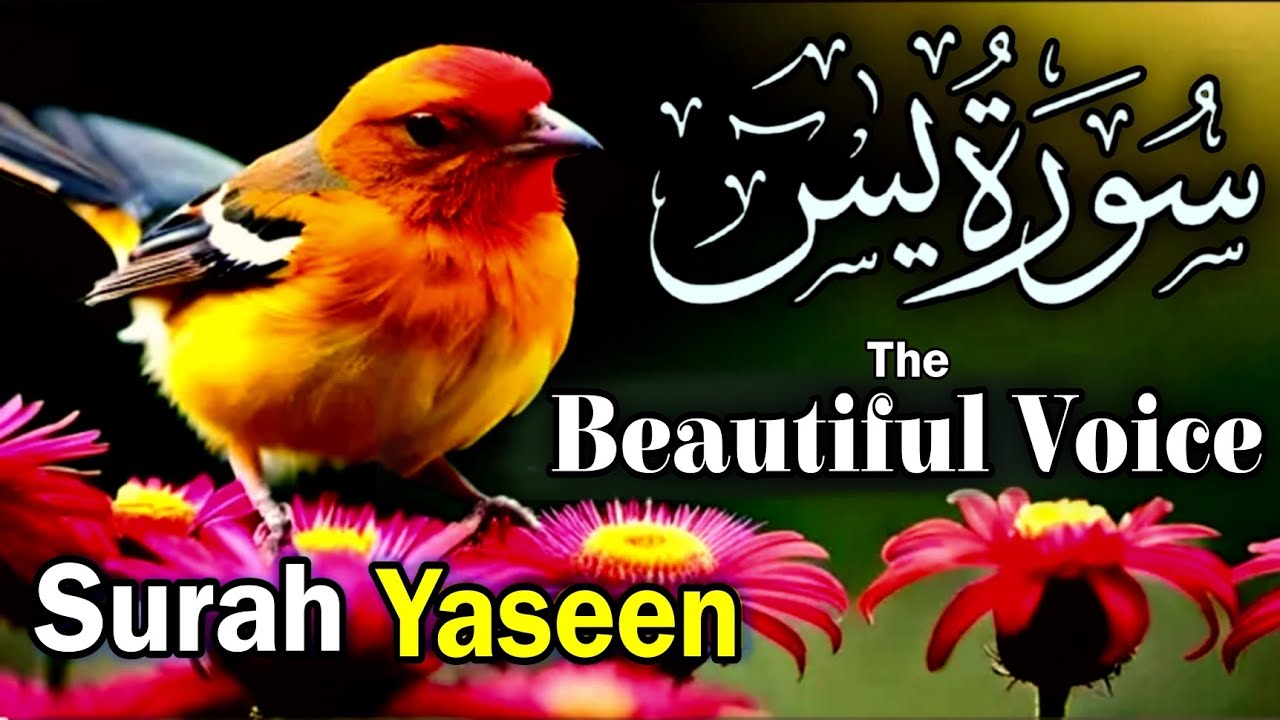 Surah Yaseen | Most Beautiful Recitation | Full Arabic Surah Yasin Sharif EP504💞🍁