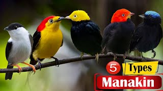 Top 5 Different Types Of Manakin Birds