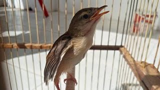 Suara Prenjak Alang Alang memanggil lawan | AMPUH 100% buat MIKAT Ciblek sawah liaran di alam