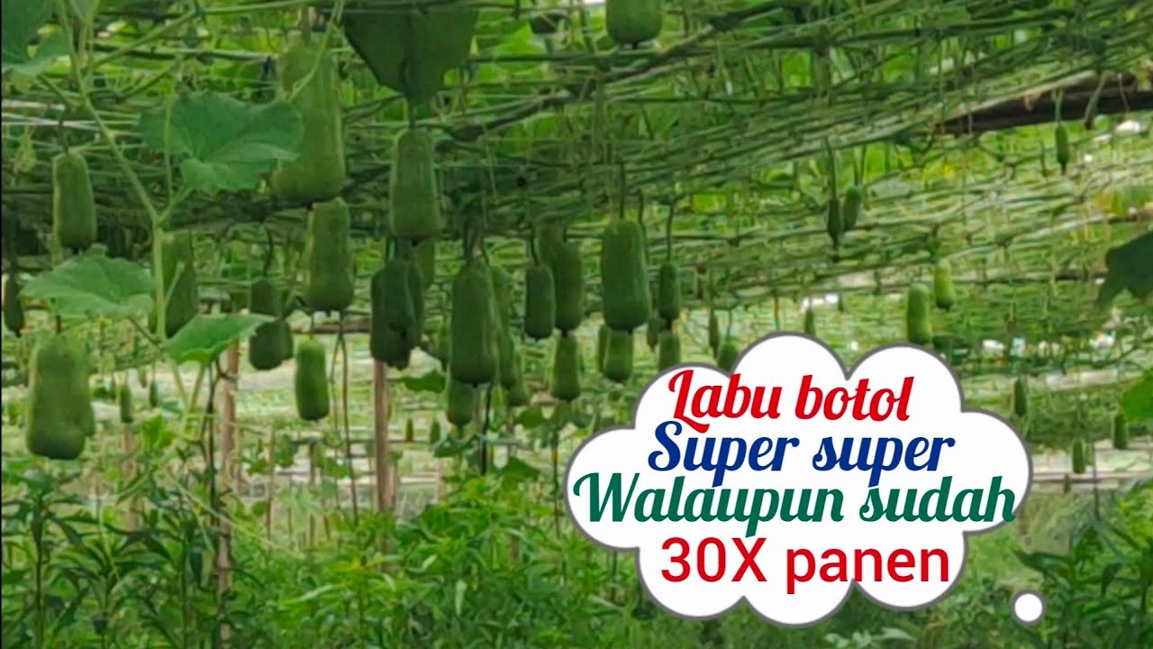 labu air satu x tanam untung 20 juta