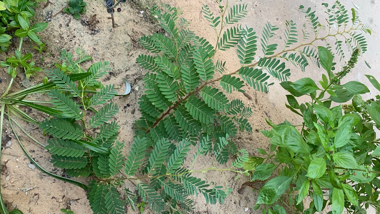 زراعة بذور التمر هندي ومراحل النمو ومعلومات عن الري والتسميد والتربة وموعد الزراعة