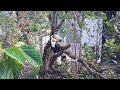 Wreathed Hornbill | Bird Paradise Singapore