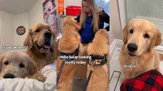 Golden Retrievers Bug Mum Until She Takes Them To The Pet Store