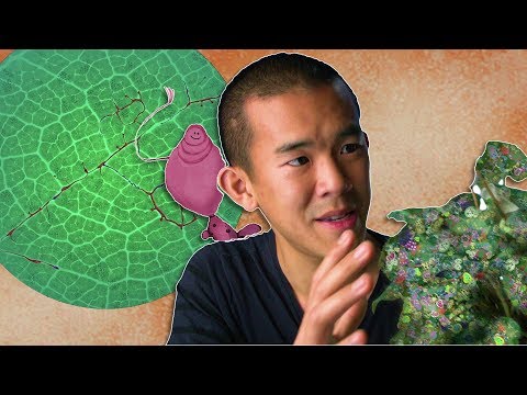 Video: Informacija apie bracket grybelį: ar jis kenkia augalams ir kiek laiko grybas gyvena