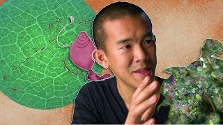 Can a Fungus Save Plants from Global Warming? | I Contain Multitudes