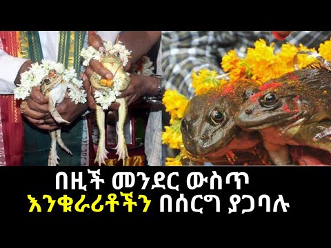 ቪዲዮ: የዱር ጥንቸል እንዴት እንደሚመገቡ 9 ደረጃዎች