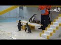 おたる水族館 ペンギンショー・仔ペンギンが参加しました