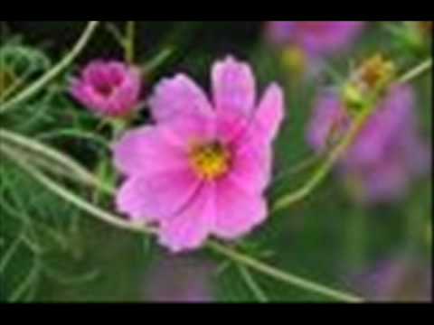 山口百恵　秋桜　【cover】