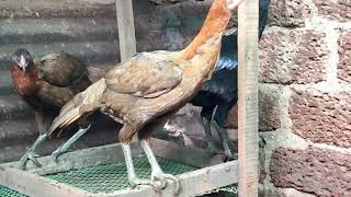 Aseel South Indian Aseel