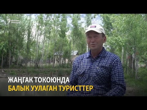 Video: Балыктар өз алдынча уруктанышы мүмкүнбү?