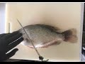How to Fillet Crappie Easy