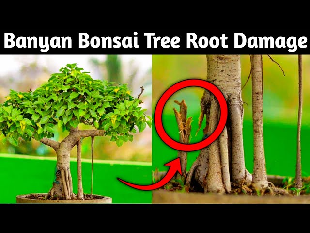 Bonsai Beringin class=