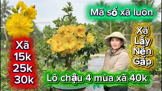 Download Lagu 28-12-2025☎️0366 059 934📲mai chơi Tết rẻ tới nóc hàng chậu xã 40k xã lô 15k mã số cuối  MP3