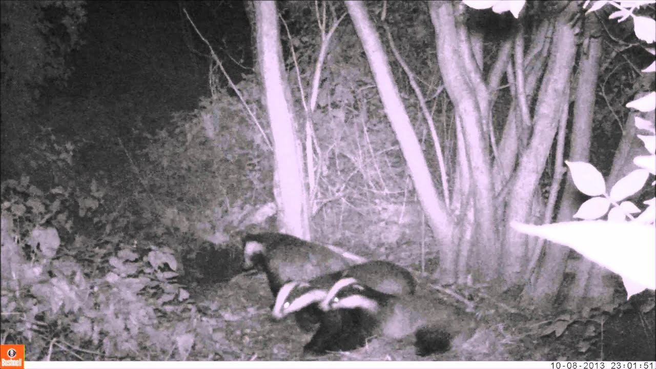badgers sleeping above ground