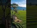 🍃 Relax, Breathe, and Feel Nature | Peaceful Forest Ambience 🌿