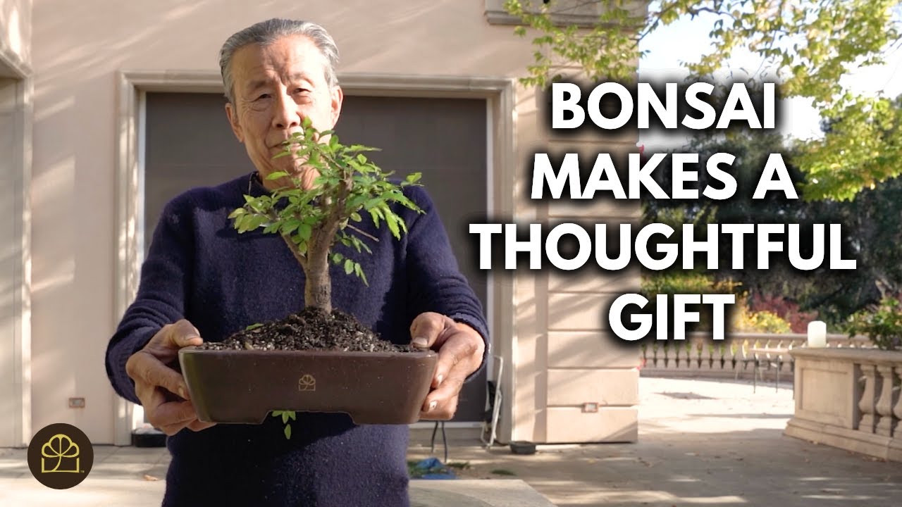Gift Guide for Plant Lovers: Why Bonsai is the Best Choice