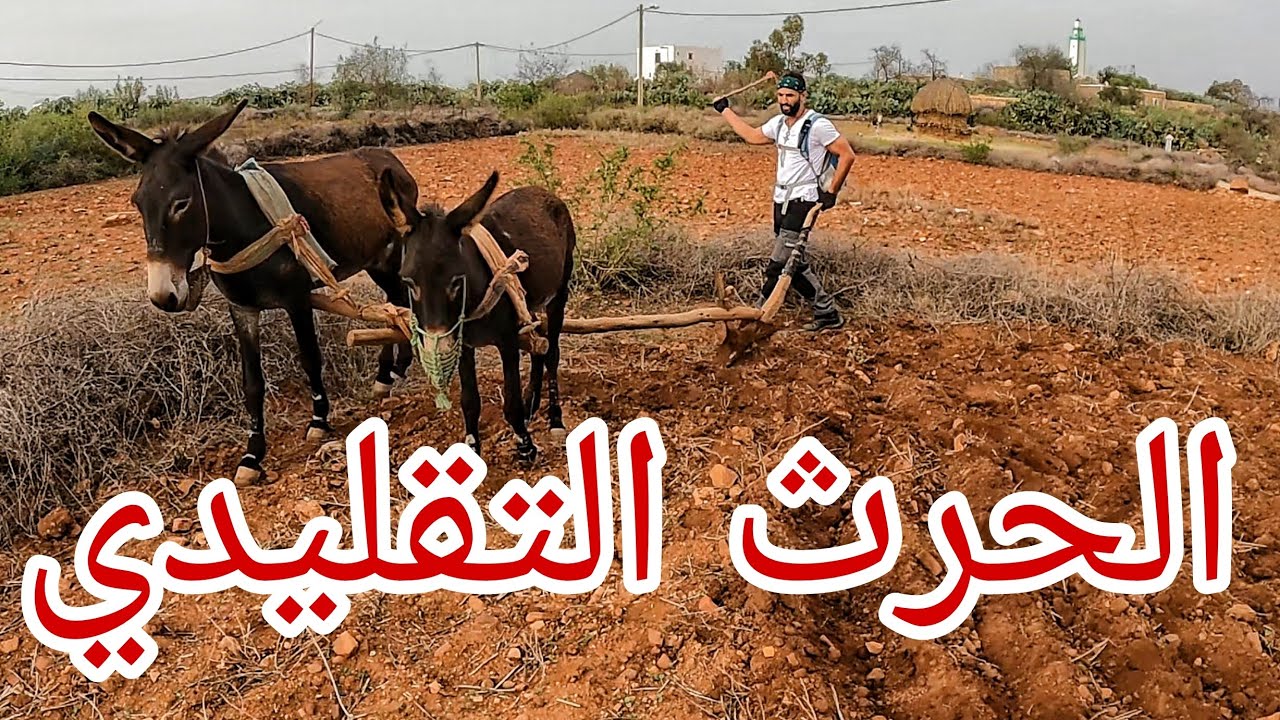 موسم الحرث في الريف