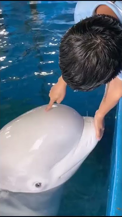 Beluga has a Squishy Head || ViralHog