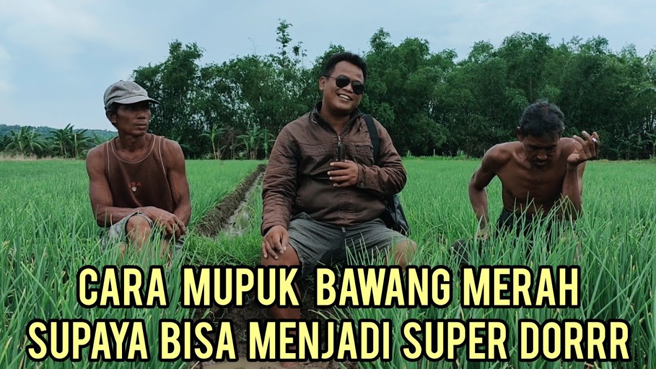 CARA MUPUK TERAKHIR SUPAYA UMBINYA BISA SUPER DORRR