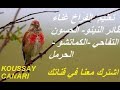 متعة تغريد طائر الحسون التفاحي النينو الكماتشو الحرمل Common Linnet خالي من الأخطاء 