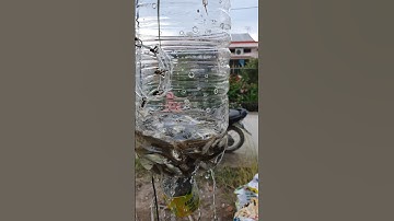 Bẫy cá linh non bằng chai nhựa #1