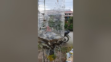 Bẫy cá linh non bằng chai nhựa #1