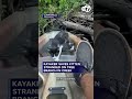Kayaker saves kitten stranded on tree branch in creek