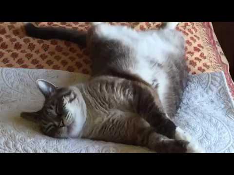 cats inn Lazy, Hazy, Crazy Cats Of Summer