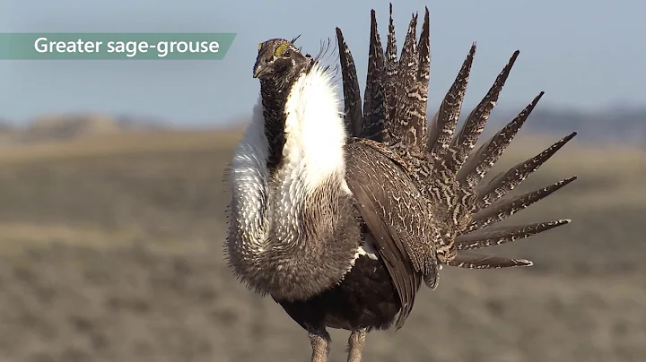 "This Land is Part of Us" trailer - Greater sage-grouse initiative