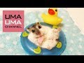 うきわハムちゃん【うまる#8】A hamster and his swim ring
