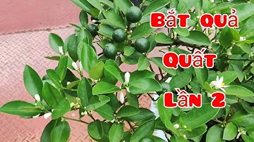 Cắt cắt nước để Bắt quả lần 2 cho cây Quất Tết