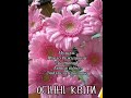 ОСІННІ КВІТИ ЧАРІВНА МУЗЫКА ПАВЛА РУЖИЦЬКОГО