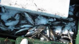 commercial fishing florida sein nets BasicGear Seine Net, 4ft x 5ft, and Recreational Fishing nets with the drying