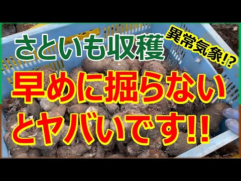里芋※購入されないようご注意ください 里芋 - Amazon.co.jp