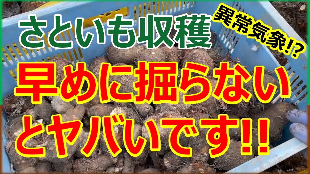里芋※購入されないようご注意ください ユニフーズ さといも M 500g ( 里芋 / サトイモ / バラ凍結