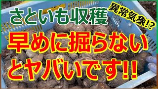 里芋※購入されないようご注意ください ユニフーズ さといも M 500g ( 里芋 / サトイモ / バラ凍結