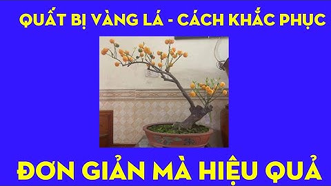 Cây Quất Bị Vàng Lá Do Tổn Thương Bộ Rễ Sau 20 Ngày Khôi Phục