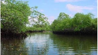 Download Lagu MANGLARES EN COLOMBIA - MANGROVES IN COLOMBIA MP3