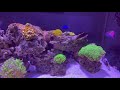 new fish midas blenny pair aquarium reef tank
