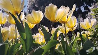 ♦  Yellow Tulips  ♦  Sarı Lâleler  ♦  İSTANBUL