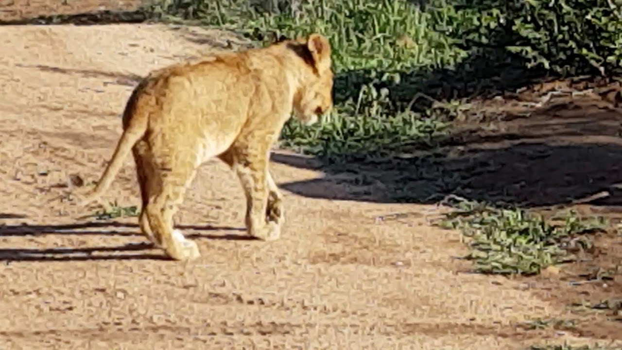 Tailless lioness and a limping lion cub