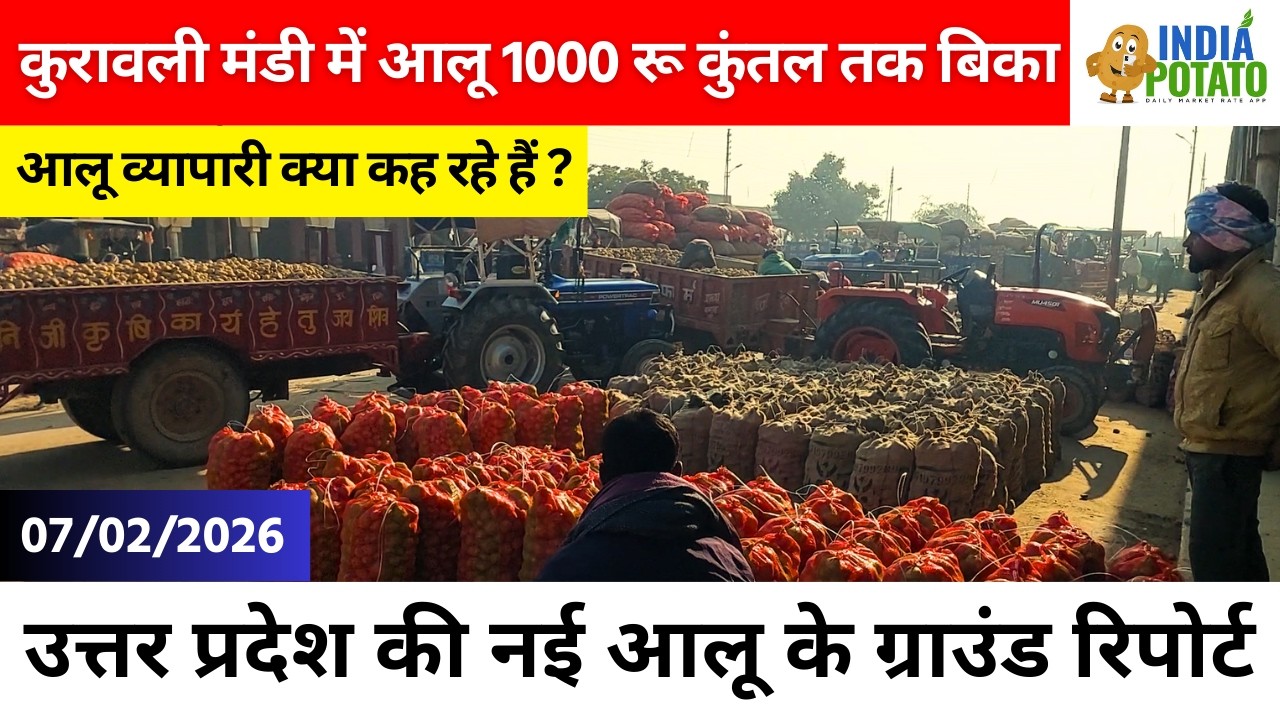 07/02/2026 : कुरावली मंडी में आलू 1000 रू तक बिका | उत्तर प्रदेश की आलू के ग्राउंड रिपोर्ट