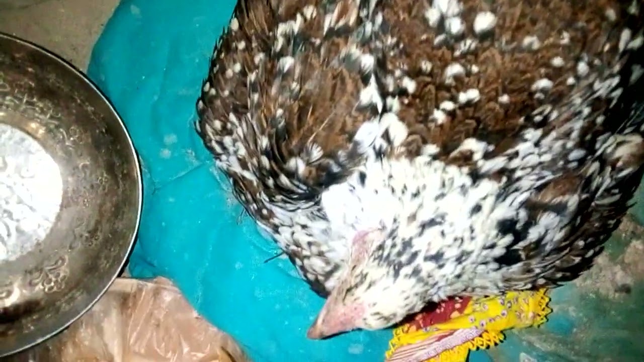 murgi chicks....BAD Video MURGI Chicks  Bathing Decolarization FRACAS in  