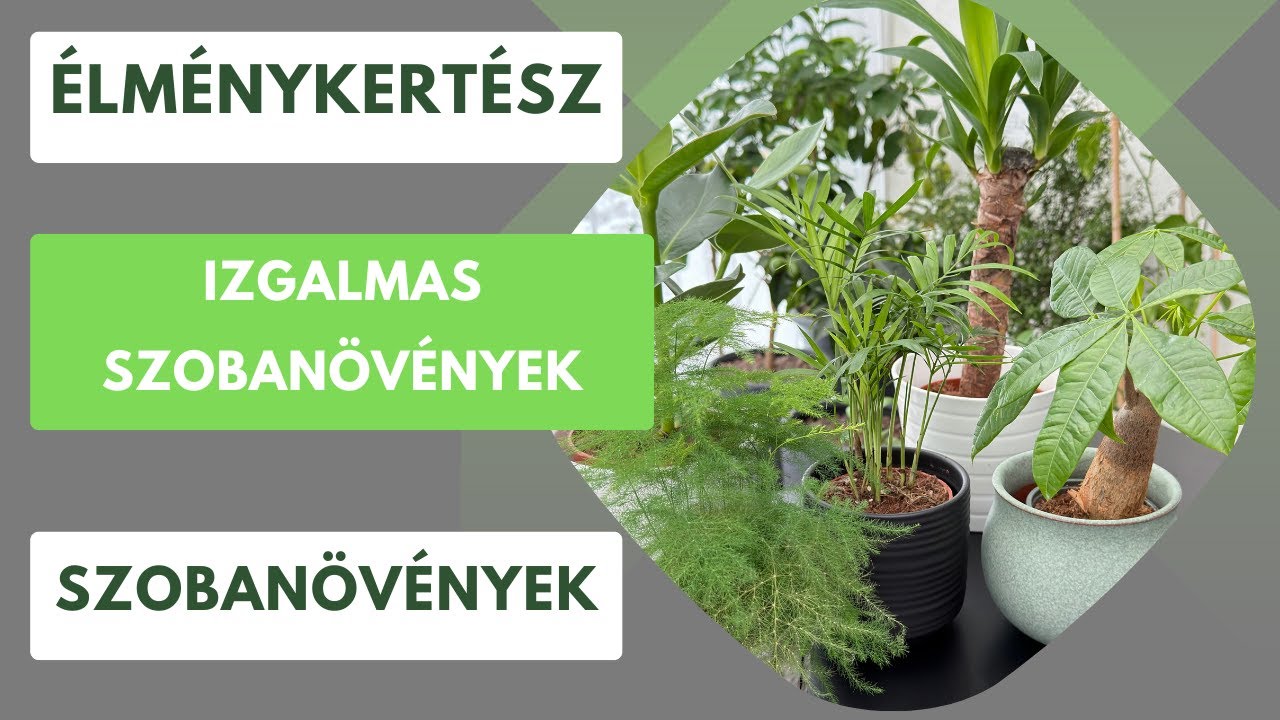 Trópusi növények a lakásban - a mini erdő hangulata🌿