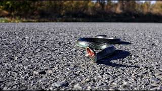 Snake images & relaxing sleep music screenshot 5