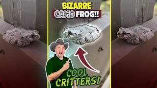 COOL CRITTERS! - Bizarre CAMO Frog - Cope&#39;s Gray Tree Frog - #Shorts