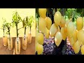 Creative Ideas How to propagate Mango Tree In a water bottle with banana Fruit