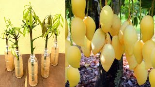 Creative Ideas How to propagate Mango Tree In a water bottle with banana Fruit