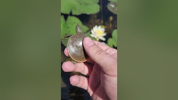 Spiny Softshell Turtle #turtles #nature #animals #wildlife