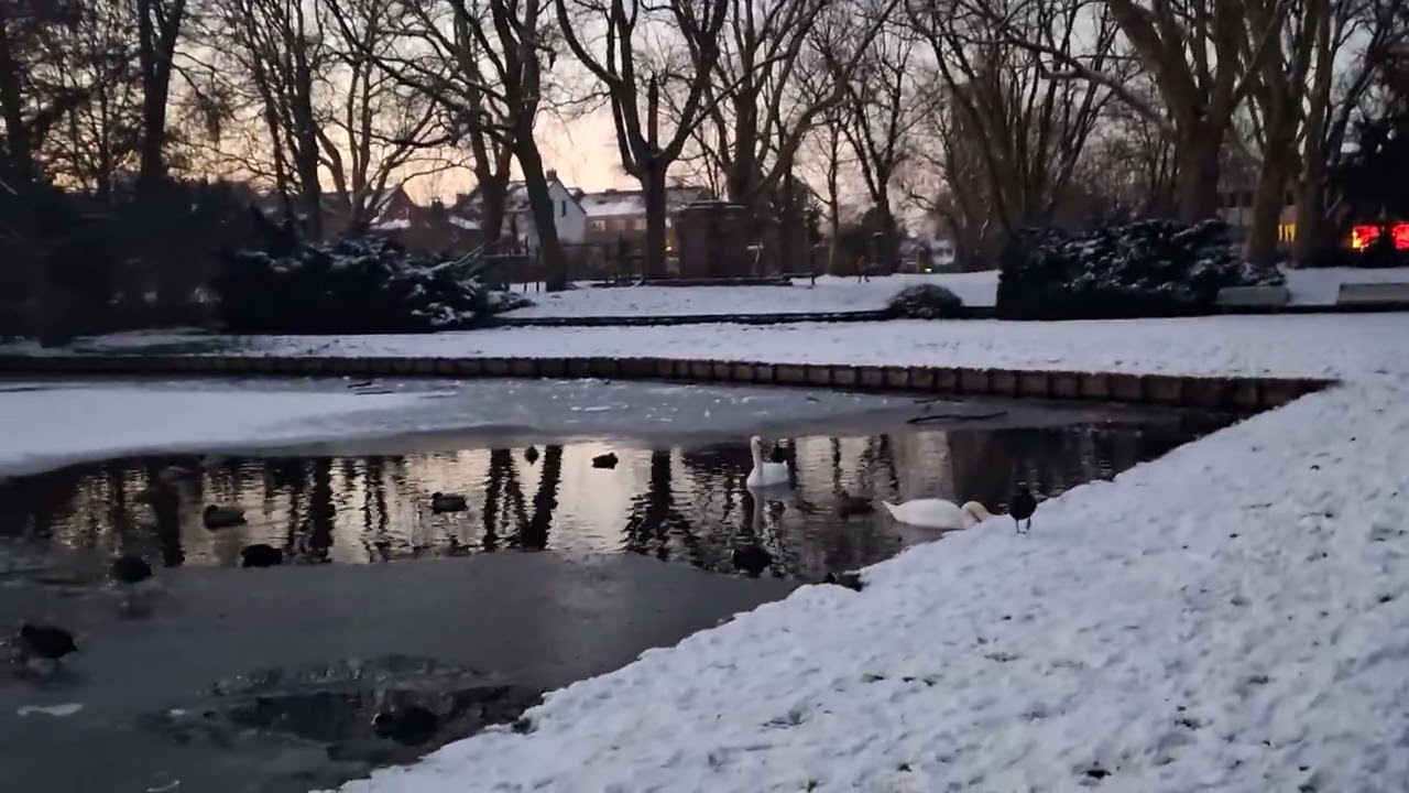 Winter Fun on a Frozen Lake 🥶 Swans 🦢& Playing Children 